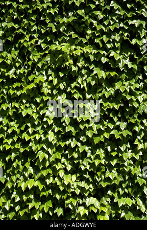 grüne Hedera Helix oder gemeinsamen Englisch Efeu über die Mauer der alten Admiralität in London Großbritannien Europa Stockfoto