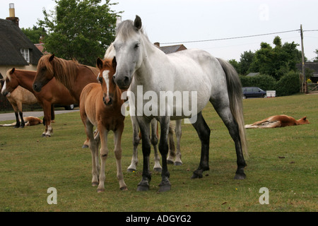 New Forest Ponys im Dorf Hale in der Nähe von Fordingbridge Hampshire UK Stockfoto