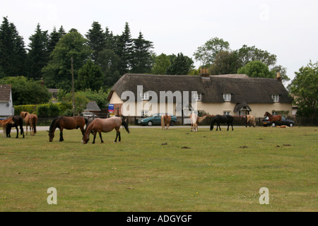 New Forest Ponys im Dorf Hale in der Nähe von Fordingbridge Hampshire UK Stockfoto