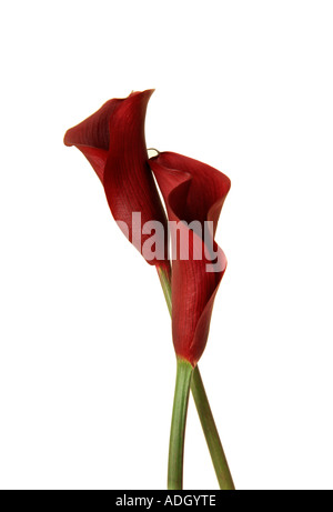 Zwei rote Calla Lilies isoliert Stockfoto