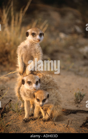 Zwei Sub-Erwachsene und ein Jugendlicher Erdmännchen (Suricata Suricatta) zusammen an Burrow, Northern Cape, Südafrika Stockfoto