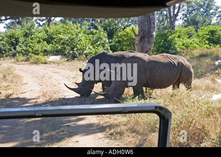 Auf Safari im sambischen Busch bewacht bewaffnete Wachen zwei Breitmaulnashorn (Ceratotherium Simum) Stockfoto