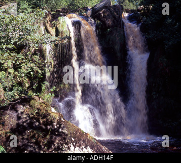 Wasserfall Posforth Gill in das Valley of Desolation auf Bolton Abbey Estate Yorkshire Dales Stockfoto