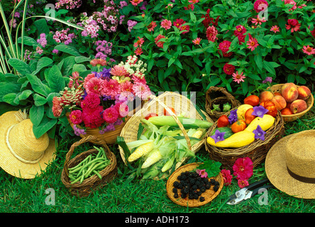 Unsere morgendlichen Ernte--Blumen Obst Gemüse versammelt von Blumengarten Missouri Stockfoto