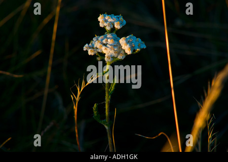 Weiße Blume in Dänemark am Blavandshuk Stockfoto