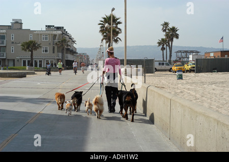 Frau, hat Arbeit spaziert Hunde dreimal ein Tag Hermosa Beach Kalifornien Stockfoto