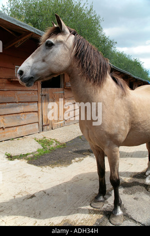 Leichte Bucht Pony stehen im Stallhof, Surrey, UK Stockfoto