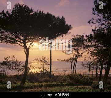 Sonnenuntergang durch Kiefern in der Nähe von Vale Do Lobo, Algarve Portugal Stockfoto