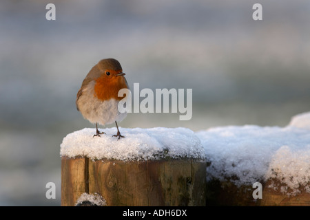 Robin im Schnee Llangorse See Powys, Wales UK Stockfoto