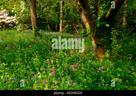 Teppich aus Glockenblumen und rosa Campion in einem dünn bewaldeten Wäldchen Stockfoto