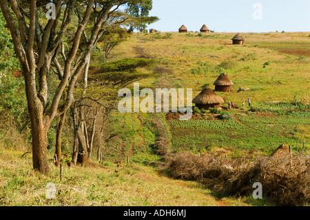 Acacia Zaun gebaut, um Kulturpflanzen vor wilden Tieren Mount Elgon Kenia zu schützen Stockfoto