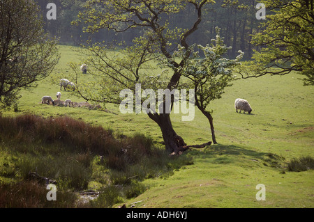 Schafe und Lämmer Weiden am Hang Stockfoto