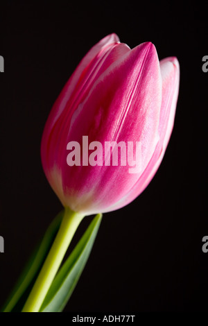 Rosa Tulpe hautnah mit schwarzem Hintergrund Stockfoto