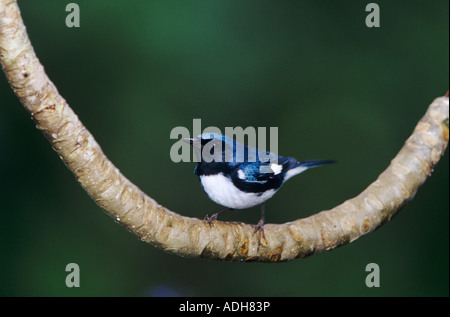 Black-throated blaue Grasmücke Dendroica Caerulescens männlichen Rocklands Montego Bay Jamaika Januar 2005 Stockfoto