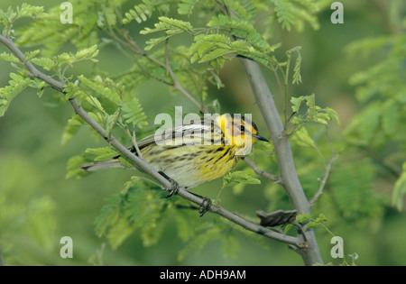 Cape kann Warbler Dendroica Tigrina männlichen South Padre Island Texas USA Mai 2005 Stockfoto