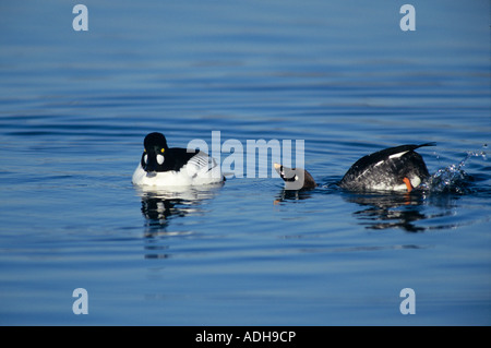 Gemeinsamen Goldeneye Bucephala Clangula paar Anzeigen Rapperswil Schweiz März 1996 Stockfoto