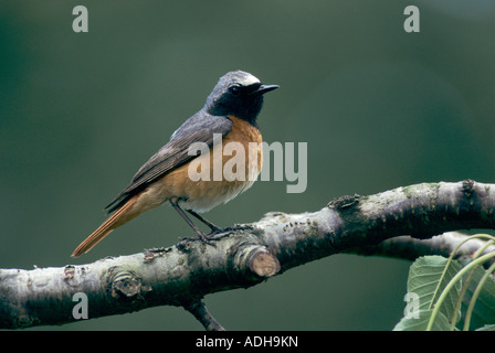 Gemeinsamen Redstart Phoenicurus Phoenicurus männlichen Küssnacht Schweiz Juni 1995 Stockfoto