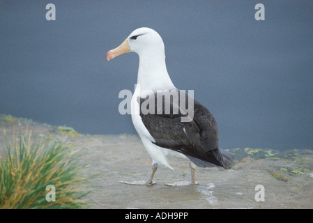 Black-browed Albatros Diomedea Melanophris neue Insel FALKLAND-Inseln South Atlantic Occéan Dezember Stockfoto