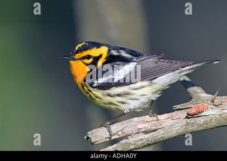 Blackburnian Warbler Dendroica Fusca Tamarack Aitkin County Minnesota Vereinigte Staaten 12 Juni Stockfoto