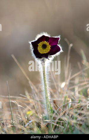 Berg Pasque Blume Hintergrundbeleuchtung auf Sneznik Plateau im nördlichen Dinarischen Gebirge, Slowenien Stockfoto