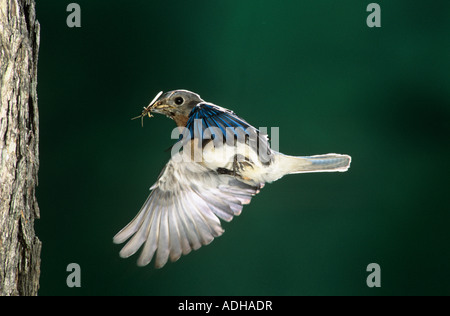 Östlichen Bluebird Sialia Sialis Männchen im Flug Willacy County Rio Grande Valley Texas USA April 2004 Stockfoto