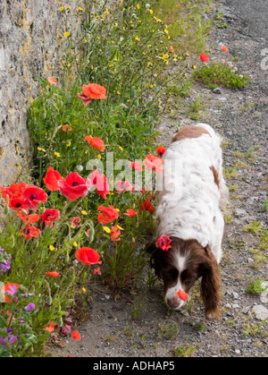 Springer-Spaniel schnüffelt in der Nähe von wildem Mohn Stockfoto