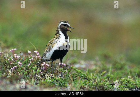 Europäischen Golden Plover Pluvialis Apricaria männlichen Aufruf Gednjehogda Norwegen Juni 2001 Stockfoto