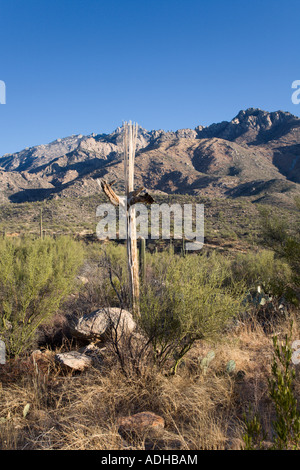 Getrocknete Skelett des Saguaro Kaktus im Catalina State Park in der Nähe von Tucson, Arizona, USA Stockfoto