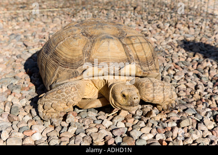 Afrikaner trieb Schildkröte hautnah auf Schotter Stockfoto