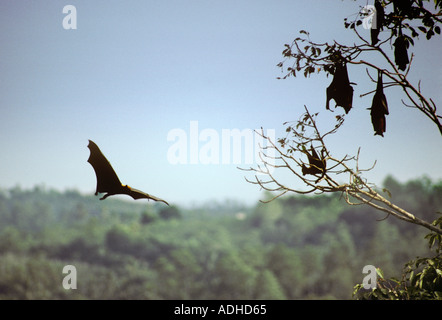 Sri Lanka Flughunde, bekannt als Flughunde schlafen in den Bäumen im Laufe des Tages Stockfoto
