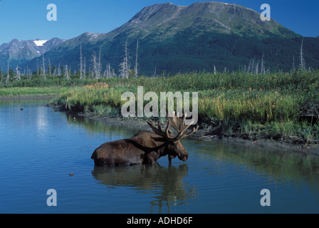 Bull Moose Alaces Alces in Wasser Chugach Bergkette Portage Alaska Stockfoto