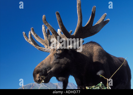 Bull Moose Alaces Alces Essen Weide in Portage Alaska gefangen Stockfoto