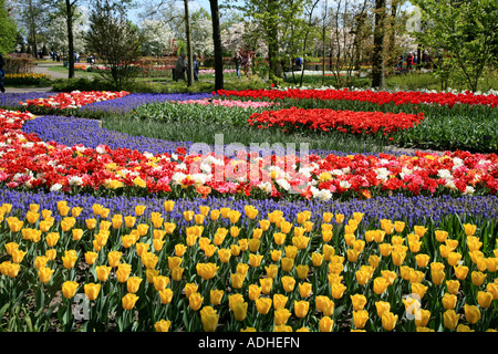 Frühling Tulpen und bunten Blumen im Keukenhof in der Nähe von Amsterdam in den Niederlanden Stockfoto