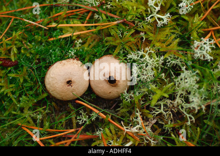 Gemeinsamen Flaschenboviste Pilze Lycoperdon Perlatum wachsende Moos und Flechten im Wald Shropshire England UK GB British Isles Stockfoto