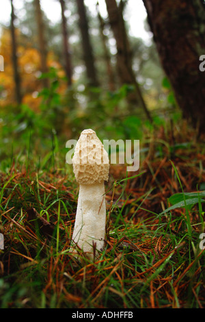 Stinkmorchel Pilz Pilze Phallus Impudicus im Wald Wald Shropshire England UK GB British Isles Stockfoto