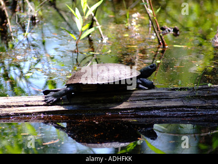 Gelbe bauchige Slider Schildkröten sonnen sich am Baumstamm im Sonnenschein am First Landing State Park Virginia Beach USA Amerika Stockfoto