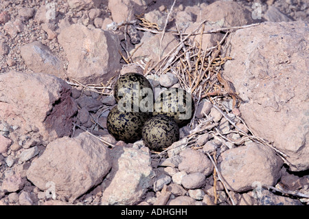 Die einfachen Nest der Schwarzhals-Stelzenläufer enthält Eiern in eine felsige kratzen direkt auf dem Boden liegen. Stockfoto