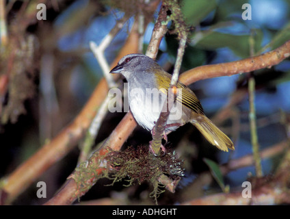 Schwarz gestreift Sparrow Arremonops Conirostris Selva Verde COSTA RICA März Erwachsene Emberizidae Stockfoto