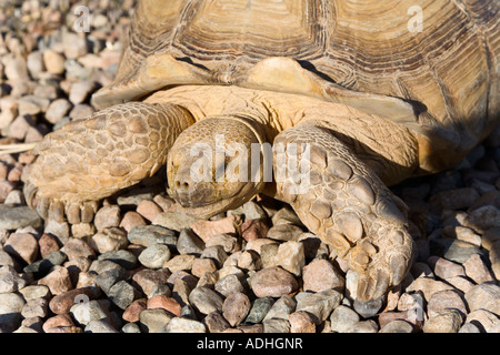 Afrikaner trieb Schildkröte hautnah auf Schotter Stockfoto