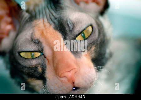 Weibliche Katze Calico Cornish Rex mit Gold grüne Katzenaugen Stockfoto