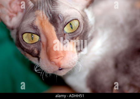 Calico Katze Cornish Rex-Katze mit Gold-grünen Augen Stockfoto