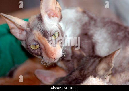 Weibliche Calico Cornish Rex Cat mit Gold grüne Katzenaugen Stockfoto