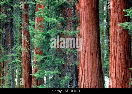 Mammutbäume inmitten von jungen Kiefern im Giant Sequoia Nationalpark Kalifornien Stockfoto