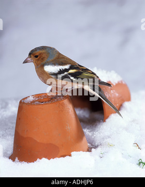 Chaffinch (Fringilla Coelebs). Das Männchen thront auf einem Blumentopf im Schnee Stockfoto