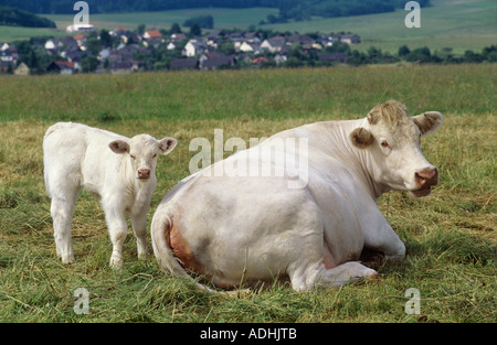 Charolais-Rinder. Kuh und Kalb auf einer Weide Stockfoto
