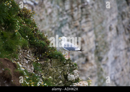 Ein einzelnes Silbermöwe ruht auf der Klippe an Bempton Yorkshire Küste Stockfoto