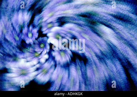 Abstrakte Spiral-Effekt von einem Bouquet von bemalten daisy Stockfoto