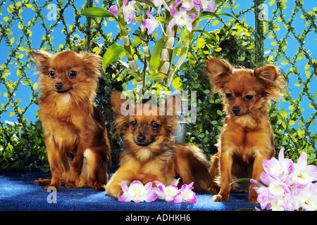 drei russische Toy Terrier - mit Blüten Stockfoto