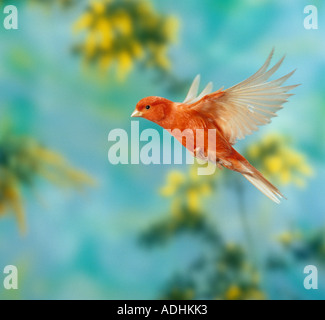 Roter Kanarienkanarienvögel (Serinus canaria domestica) im Flug Stockfoto