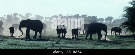 Afrikanischer Elefant Loxodonta Africana Herde Staubwolke wie sie sich am Ende des Tages Okavango Delta Botswana ernähren Stockfoto